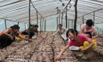 平泉食用菌进入了盛产季总量达到3.12亿盘袋 ()