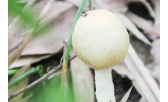 “蘑菇王”解读扬州菇 ()