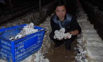 巴东县溶洞内种植食用菌品质高 ()