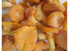 贵州野生菌紫花菌图1