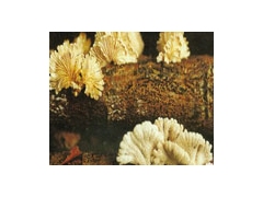 贵州野生菌紫花菌图2