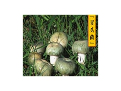 贵州野生菌青头菌图1