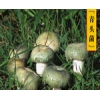 贵州野生菌青头菌