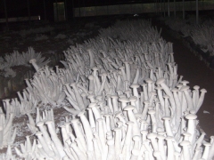 食用菌-风冷恒温恒湿机图3