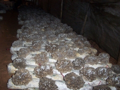 食用菌-水冷恒温恒湿机图1