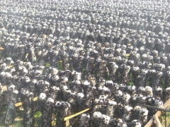 食用菌-水冷恒温恒湿机图3