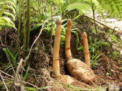 免费培训天麻技术，提供种子，回收产品图1