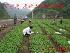 免费培训天麻技术，提供种子，回收产品图2