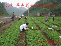 免费培训天麻技术，提供种子，回收产品图3