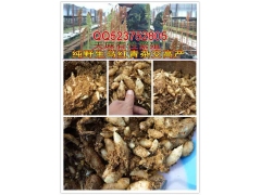 天麻，旱半夏栽培技术图2