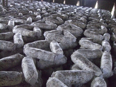 食用菌水冷恒温机组图2