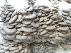 食用菌水冷恒温机组图3