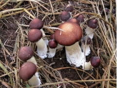 食用菌风冷恒温机组图2