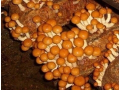 食用菌-菇房-超声波加湿器图3