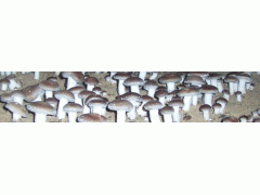 食用菌-菇房-全热交换器图3