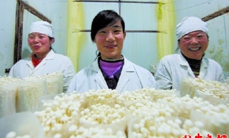 2011年高密市食用菌总产值5亿元 ()
