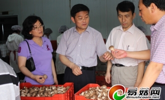 中国食用菌协会秘书长何海龙视察平泉食用菌产业 ()