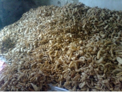 三峡高山乌红天麻图2