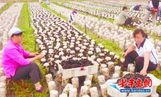胶南大村镇食用菌产业成为富民增收的特色产业 ()