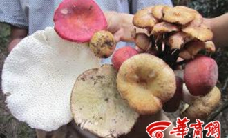 汉中43人因食用野生蘑菇中毒 ()