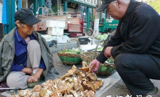 黑河市民采摘野生蘑菇增加副业收入 ()