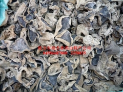 出售野生木耳图1