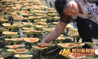 青川县骑马乡积极推进食用菌产业建设助农增收 ()