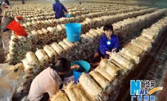 永福县种植山洞蘑菇年产值突破百万 ()
