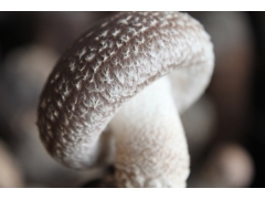 周年香菇菌棒供应图2