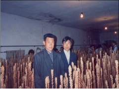 天麻杂交场景图1