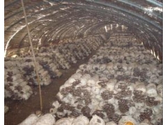 食用菌技术培训图1