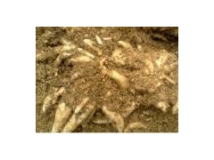 天麻种及蜜环菌种图1