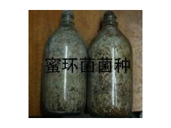 天麻种及蜜环菌种图2