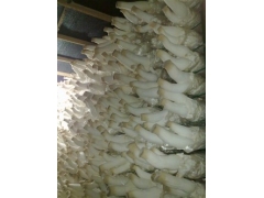 新疆永华杏鲍菇图1