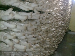 新疆永华杏鲍菇图2