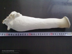 新疆永华杏鲍菇图3