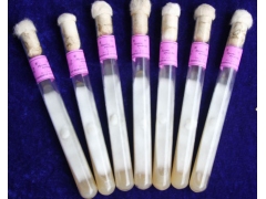 供天麻伴生菌（密环菌、萌发菌）图2