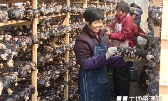 北京怀柔区食用菌种植帮助农民发家致富 ()