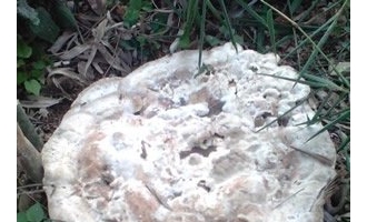 娄底村民发现巨型蘑菇 ()
