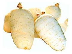 天麻种子价格/室内种植天麻技术图1