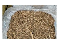 天麻种子价格/室内种植天麻技术图2