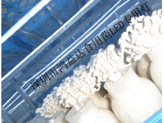 食用菌专用节能LED灯；组培LED灯图1