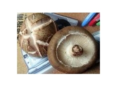 大批鲜香菇出售 鲜香菇销售价格 鲜香菇销售厂家图1