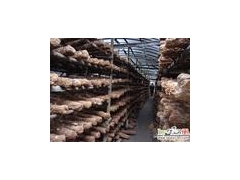 中国优质鲜香菇生产基地卢氏鲜香菇图1