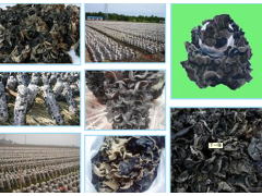 黑木耳冷库-毛木耳养殖冷库建造-野生食用菌冷藏保温库设计厂家图1