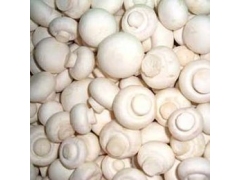 山西长治9月中旬双孢菇供应13720960809图1