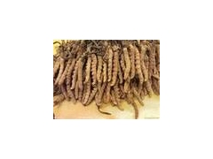 虫草种子价格/虫草菌种价格图1