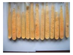 虫草种子价格/虫草菌种价格图2