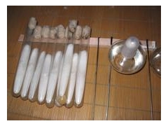 虫草种子价格/虫草菌种价格图3