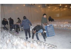 食用菌冷藏库,香菇保鲜冷库安装,菌菇冷库建造图1